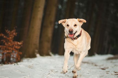 Free Images Snow Winter Run Puppy Animal Walk Outdoors Golden