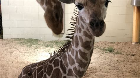 Cheyenne Mountain Zoo Welcomes Baby Giraffe Fox21 News Colorado