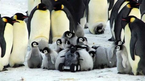 The Robotic Baby Penguin That Spies For Scientists Good News Network