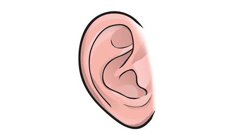 Ear Clipart Different Body Part Ear Different Body Part Transparent