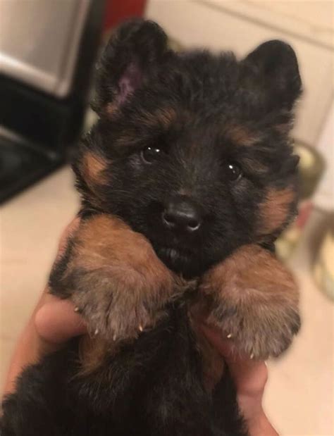 89 German Shepherd Puppy Photos That Show Just How Cute These