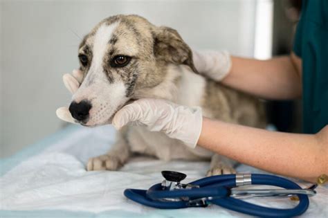 Castrar A Tu Perro Beneficios Edad Y Procedimiento