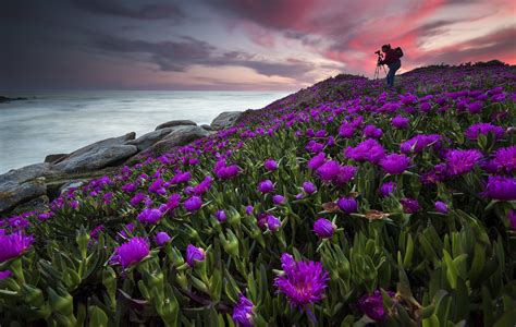 Photographer Sky Sea Coast Purple Flowers Flowers Nature Plants