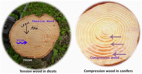 Difference Between Compression Wood And Tension Wood Major Differences