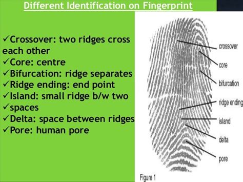 Fingerprint Presentation
