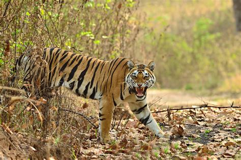 Kanha Tiger Reserve Travel India Asia Lonely Planet
