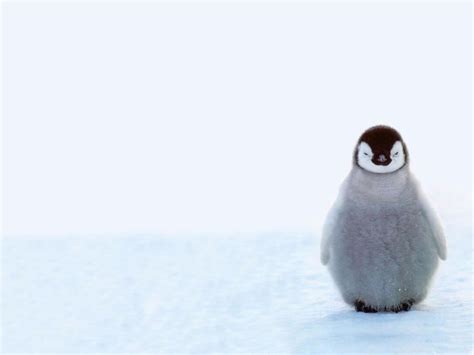 Penguin 4k Wallpapers For Your Desktop Or Mobile Screen Free And Easy