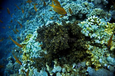 Puffer Fish Coral Reef Stock Image Image Of Fishes 128055505