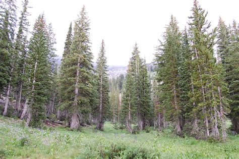 Free Images Tree Wilderness Trail Meadow Evergreen Ridge