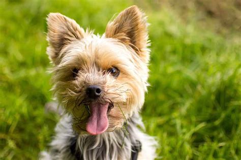 Yorkshire Terrier Dog Breeds Facts Advice And Pictures Mypetzilla Uk