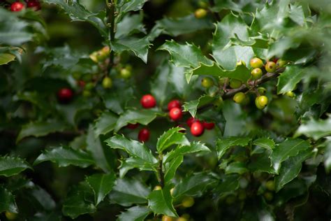 Growing American Holly And Related Plants