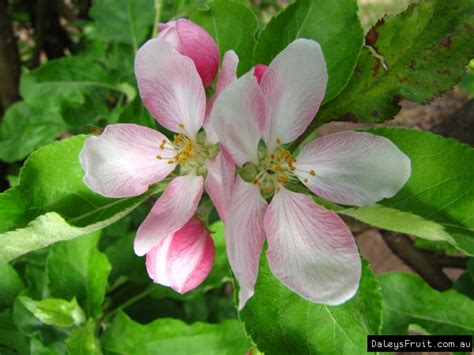 Maybe you would like to learn more about one of these? Dwarf Apple Tropical Anna Tree - Malus domestica