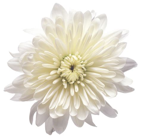 White Chrysanthemum Flower Transparent Png Clip Art Image White