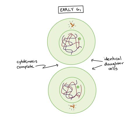 Phases Of Mitosis The Cell Cycle Cell Division Article Khan Academy Mitosis Science
