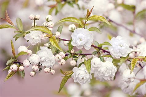Download flower images and use any clip art,coloring,png graphics in your website, document or presentation. White Flowers Wallpaper Windows Themes Cute #4785 ...