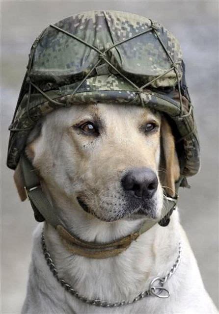 Dogg War Dogs Military Dogs Military Working Dogs