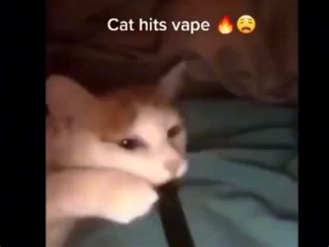 Cat Vape Meme R Swaymemes