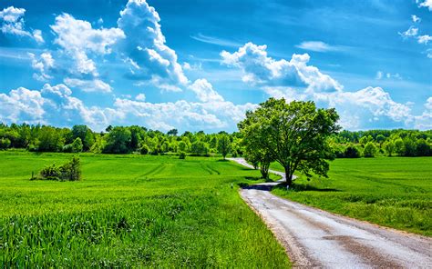 Field Wheat Country Road Trees Blue Sky With White Clouds Spring
