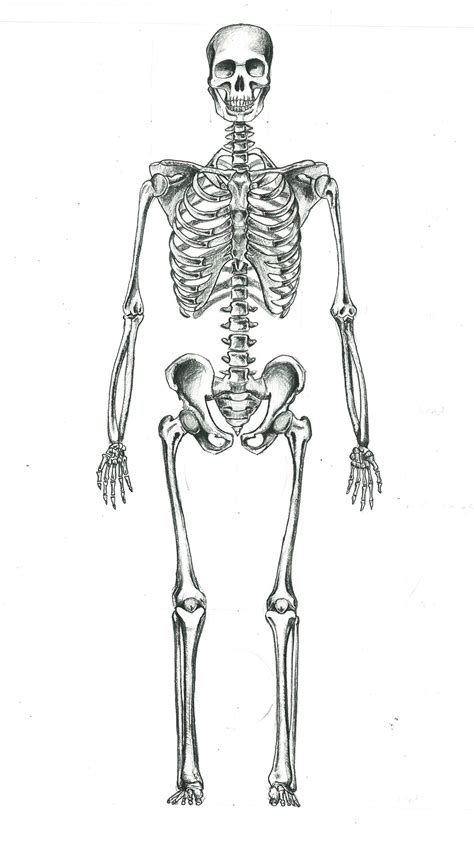 Squelette Dessin Dessin Squelette Humain A Imprimer Brilnt