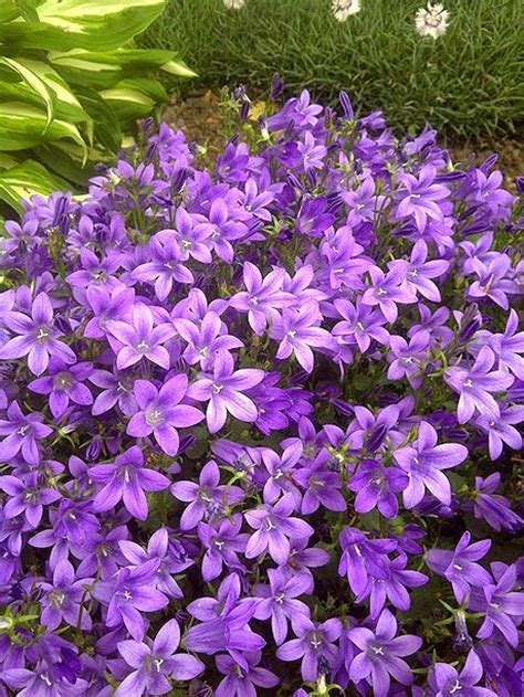 Beautiful Flowers Garden Beautiful Purple Perennials That