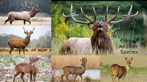 All Deer Species Complete List Of Deer Species Types Of Deer
