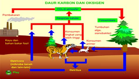 Siklus karbon adalah gerakan unsur karbon melalui batuan bumi dan sedimen, lingkungan air, lingkungan tanah, dan atmosfer. Ekositem Hutan Rawa Gambut: MAKALAH SIKLUS BIOGEOKIMIA ...