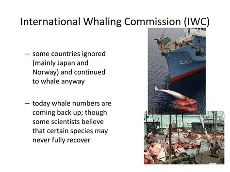 Ppt Whaling Whale Hunting Powerpoint Presentation Free Download