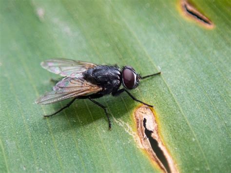 무료 이미지 파리 무척추 동물 해충 stable fly 하우스 플라이 타치나제 곤충 날개 blowflies