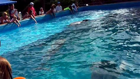 Sea World San Antonio At The Dolphin Cove Video 2 Youtube