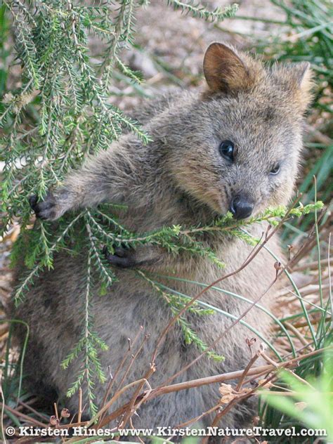 Selfies with the creatures raise awareness of their plight, reynolds says, which in turn helps the island fund its quokka research efforts. Quokkas of Rottnest Island | Nature Writing & Photography ...