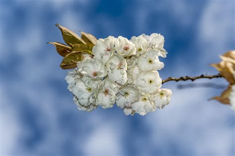 White Sakura Flowers Blossoms Stock Image Image Of Background Bloom