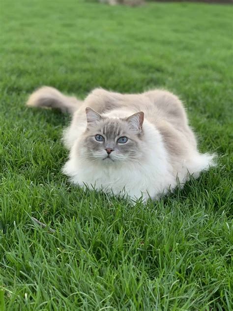 Can Ragdoll Cats Go Outside Are Ragdoll Cats Allowed Outside