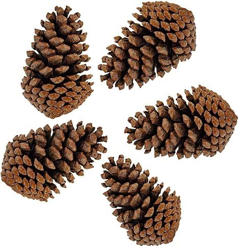Amazon Com Pinecones Tall Bulk Package All Natural Real Preserved Pine