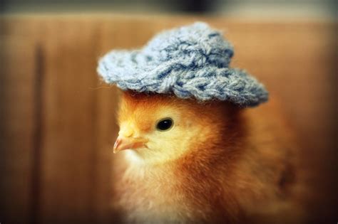 Adorable Baby Chicks Wearing Funny Little Hats My Modern Met