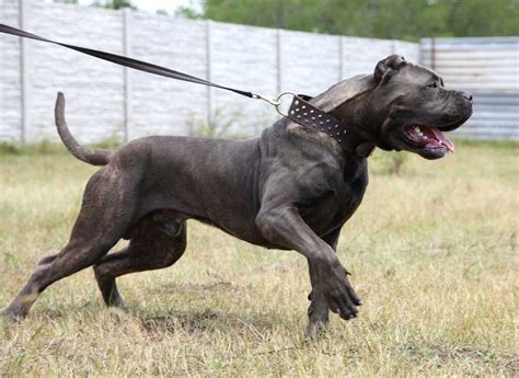 American Bandogge Dog Breed Information And Facts Pictures Pets Feed