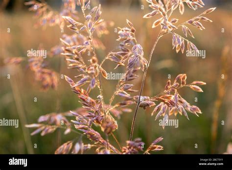Grasses In A Field Meadow Stock Photo Alamy