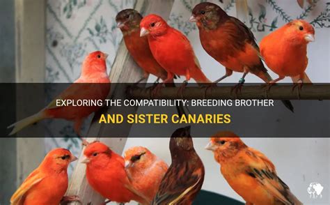 Exploring The Compatibility Breeding Brother And Sister Canaries Petshun