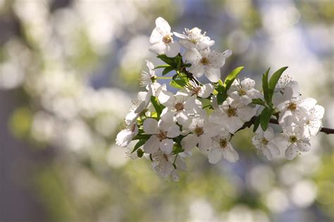 Beautiful Beauty Blossoms Trees Bokeh Buds Cherries Blossoms