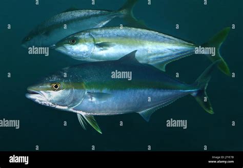 Yellowtail Amberjack Fish High Resolution Stock Photography And Images