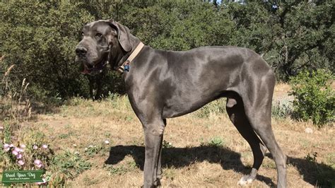 Explore 25 listings for great dane puppies for sale uk at best prices. Stud Dog - AKC Blue European Great Dane Stud - Breed Your Dog