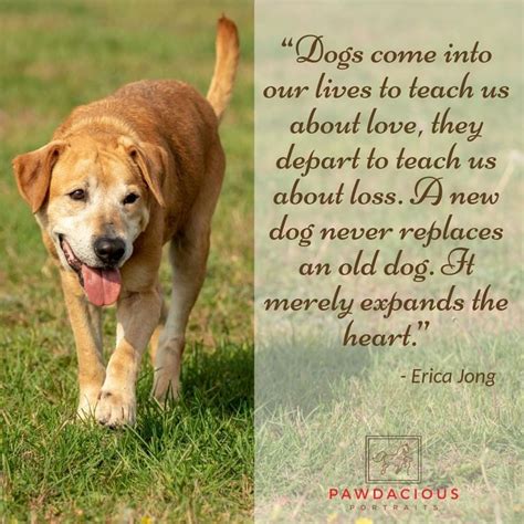 Phoenix dog training dog obedience trainers have decades of experience, they are not new inexperience trainers like large facilities employ. This is one of my favorite dog quotes, along with one of the great senior dogs that I met at ...