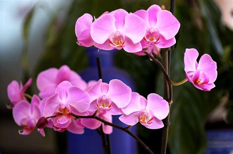 3600x2380 Orchid Flower Pink Branch Close Up Wallpaper