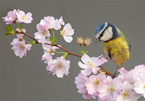 Birds Titmouse Bird Hd Wallpaper Peakpx