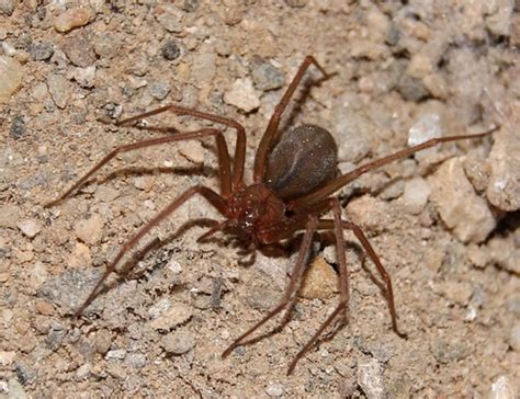 Mediterranean Recluse Spiders Of Karnataka · Inaturalist