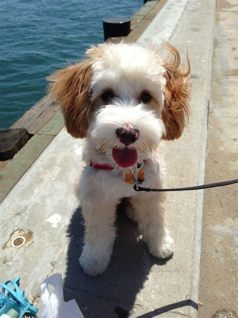 cavalier king charles spaniel / poodle mix | I Love Dogs | Pinterest