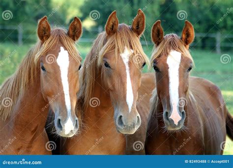 Beautiful Chestnut Horses Portrait Showing Head And Neck And Par Stock