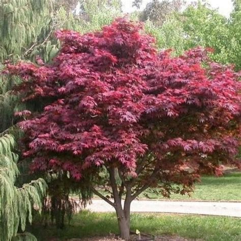 Red Emperor Japanese Maple 1 Gallon Etsy