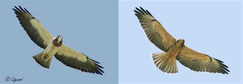 Raptor Identification And Photography Swainsons Hawks
