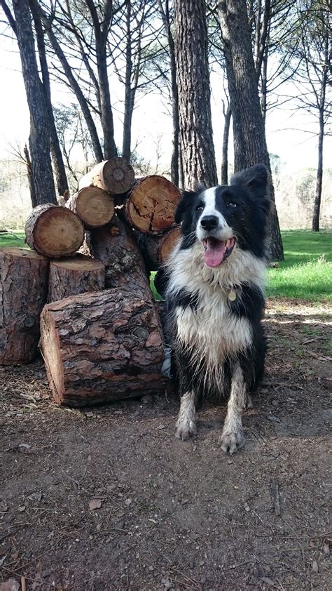 Actividad recreativa sometida a reglas en el que unos. Definición gráfica: juego de troncos | Perros, Fotos, Troncos
