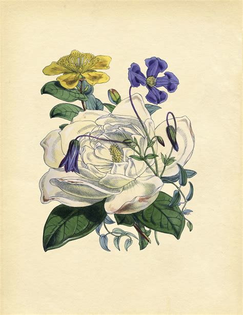 Lee Caroline A World Of Inspiration Free Botanical Prints Create